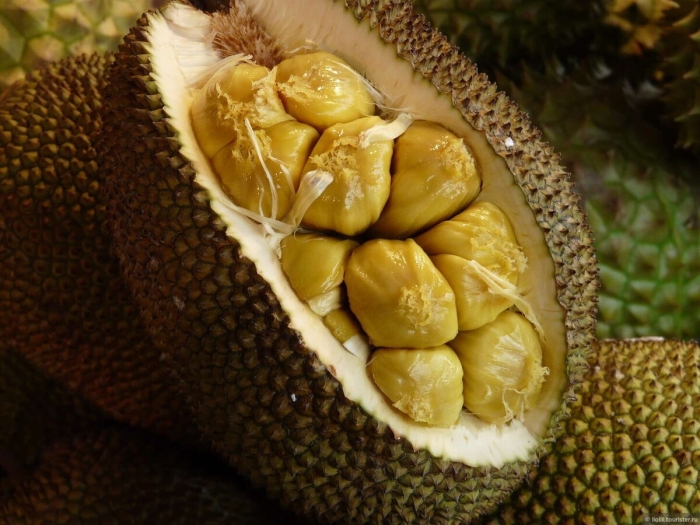 Хлебное дерево джекфрут