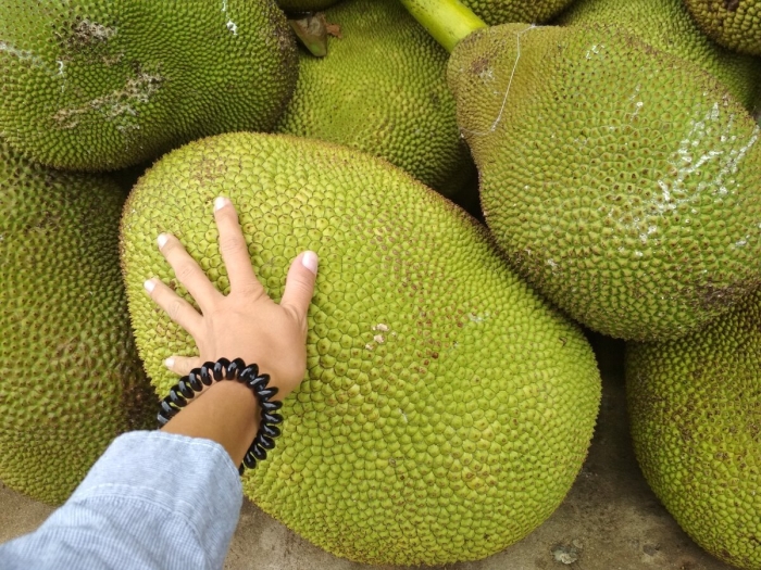 Хлебное дерево джекфрут