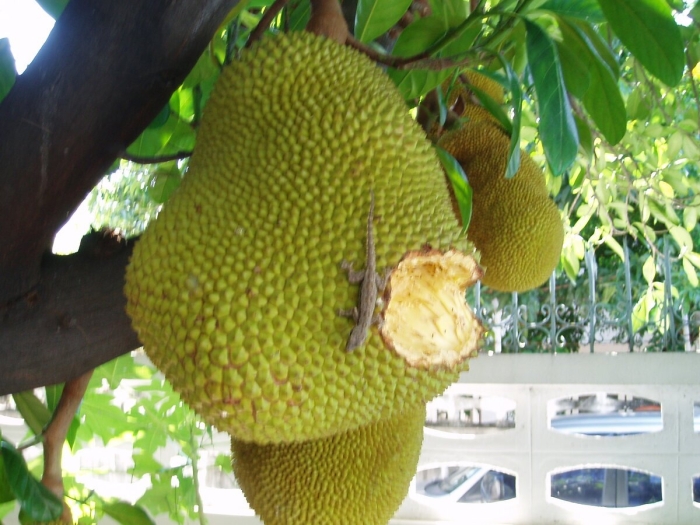 Джекфрут дерево