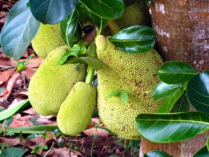 Джекфрут дерево