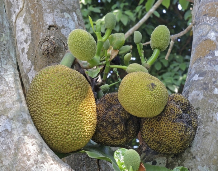 Хлебное дерево