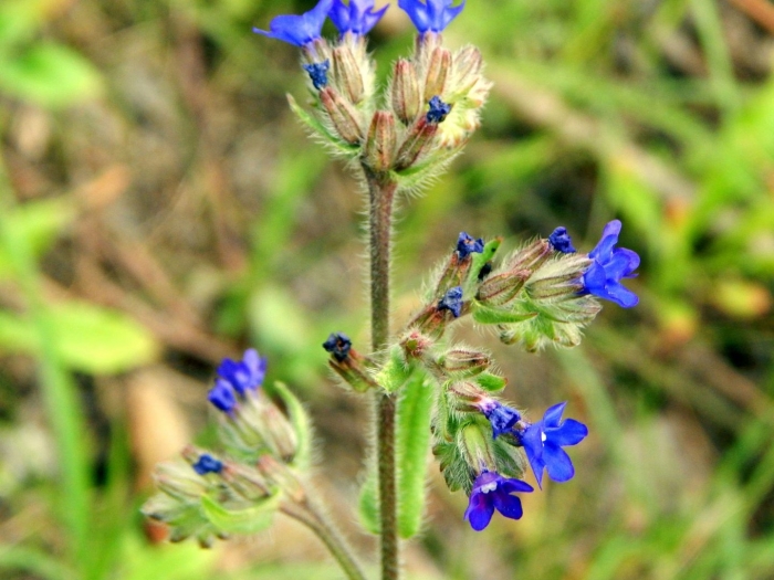 Анхуза лазоревая
