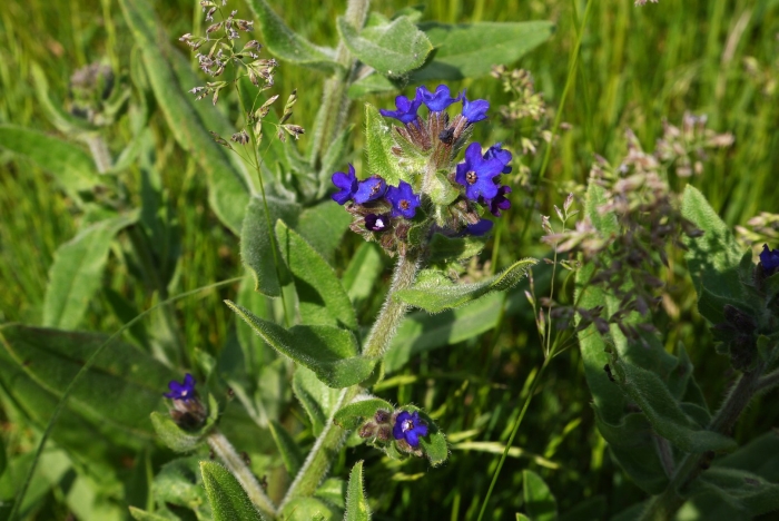 Анхуза лекарственная