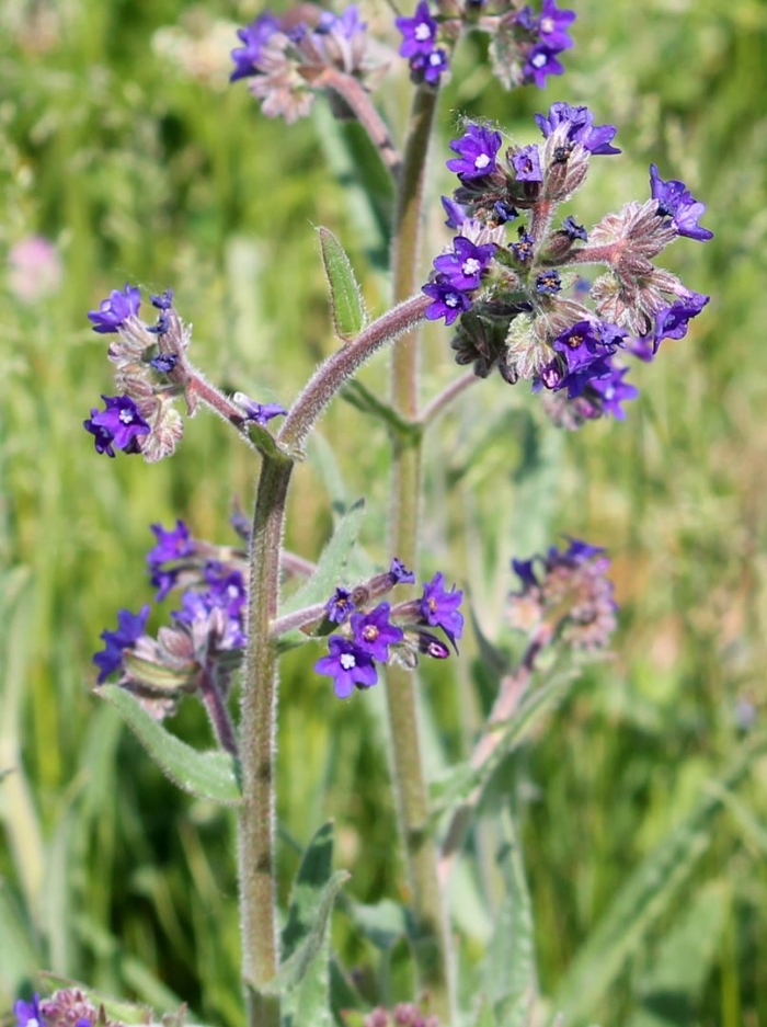 Анхуза воловик