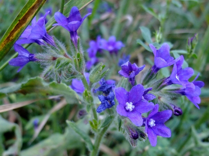 Воловик лекарственный анхуза