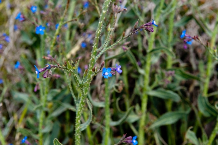 Anchusa officinalis