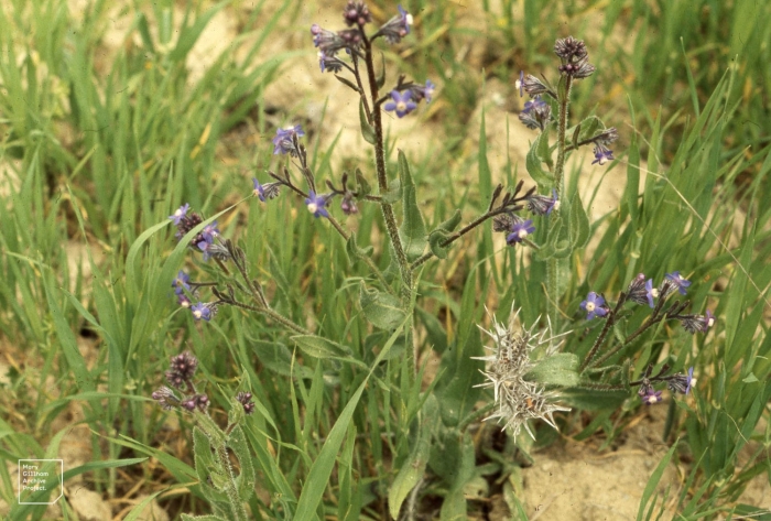 Anchusa azurea