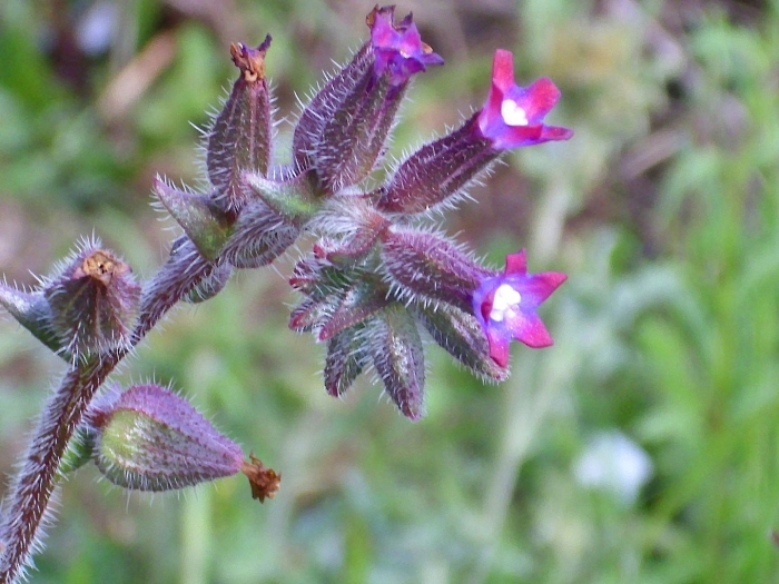 Воловик лекарственный