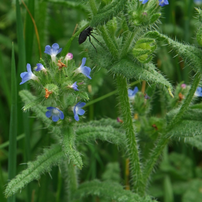 Anchusa arvensis