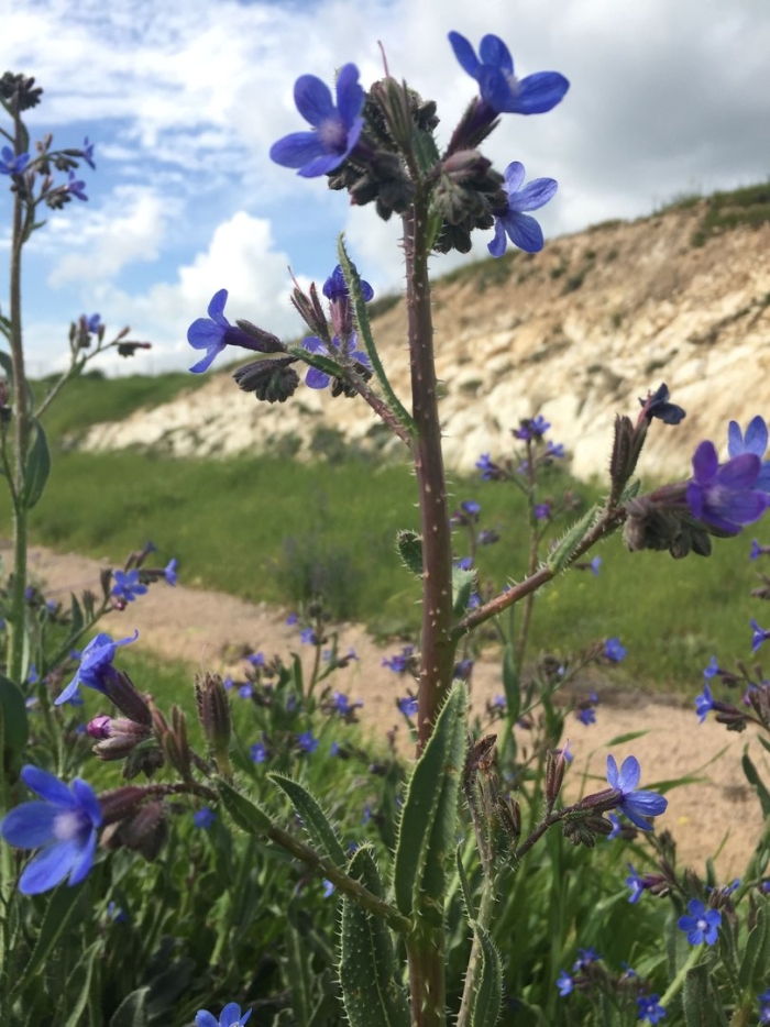 Anchusa azurea