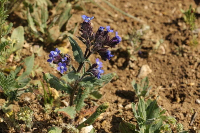 Незабудка сорняк