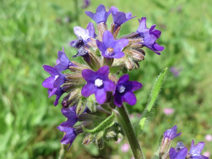 Anchusa officinalis