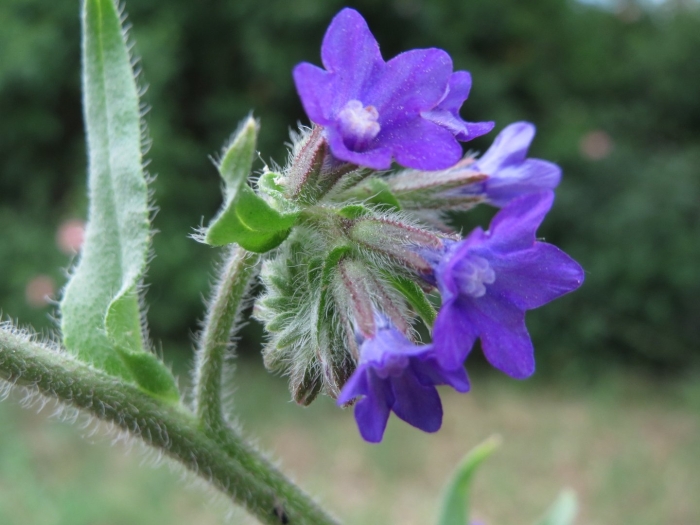 Anchusa officinalis