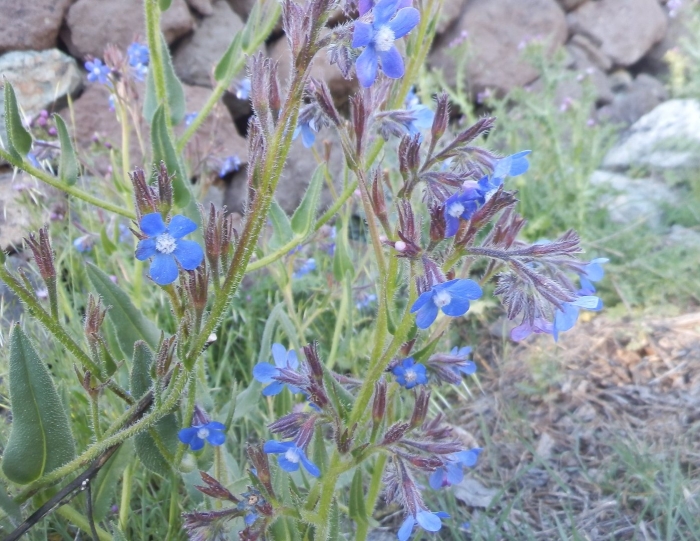 Anchusa azurea