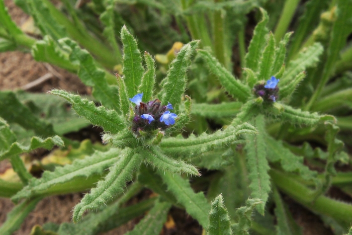 Воловик (кривоцвет) полевой