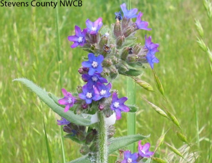 Anchusa officinalis