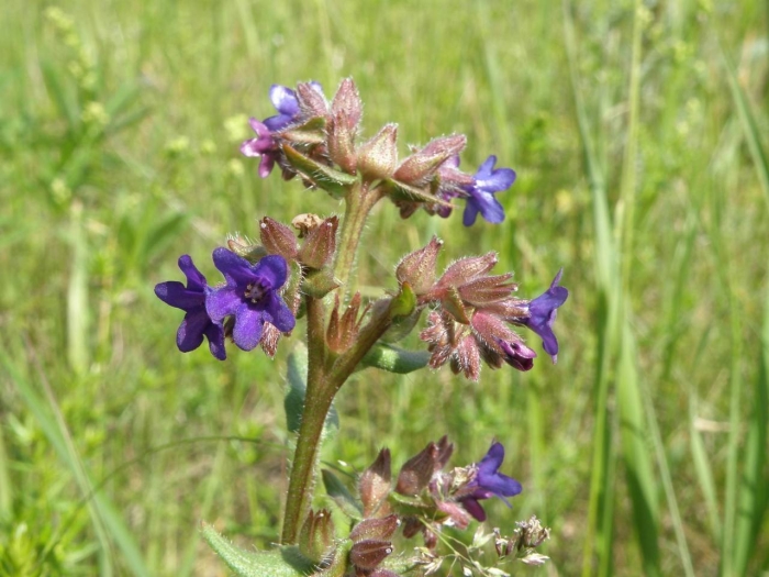 Anchusa officinalis