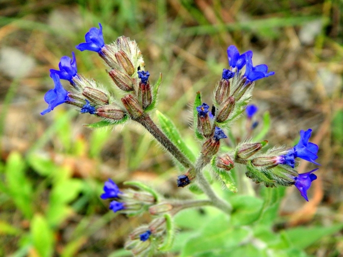 Анхуза лазоревая
