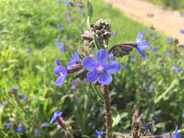 Анхуза воловик растение