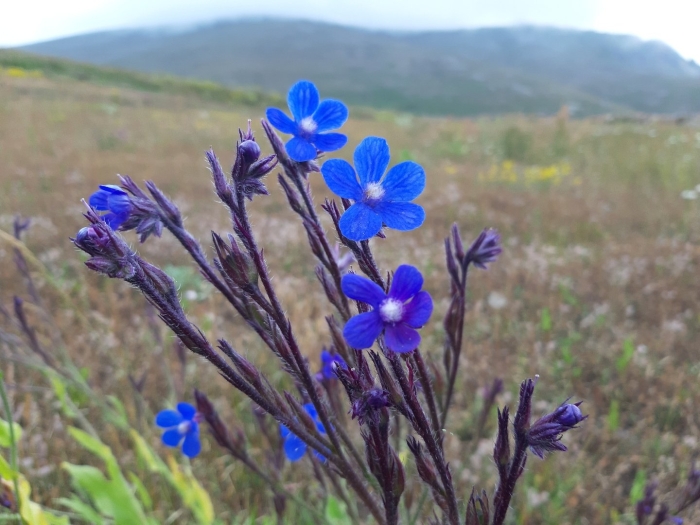 Анхуза итальянская