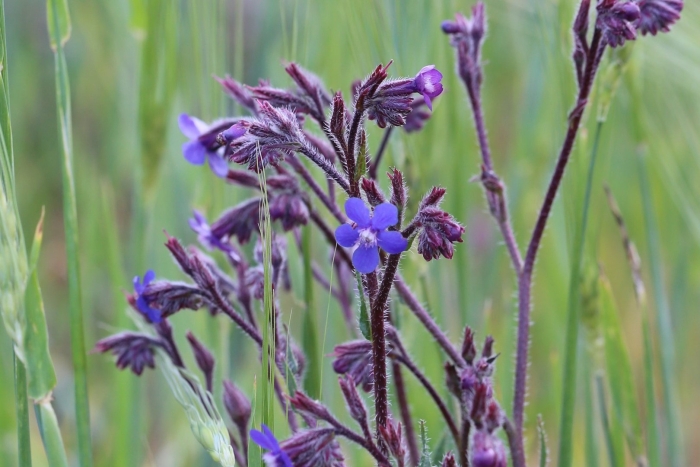 Anchusa caespitosa