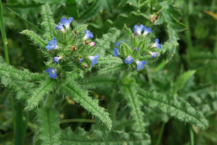Anchusa arvensis