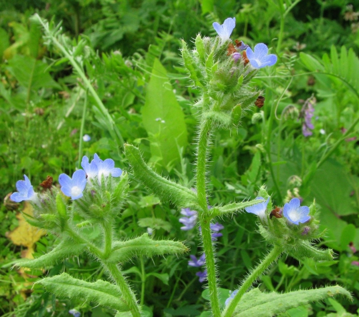 Anchusa arvensis