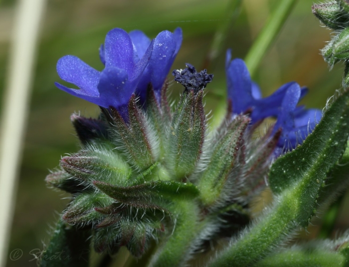Anchusa officinalis