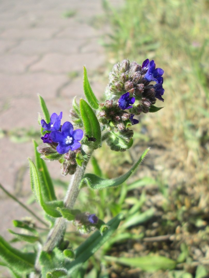 Анхуза воловик