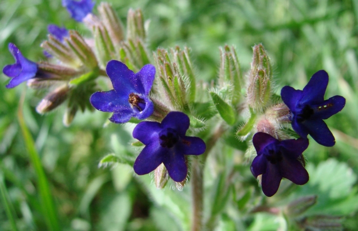 Anchusa officinalis