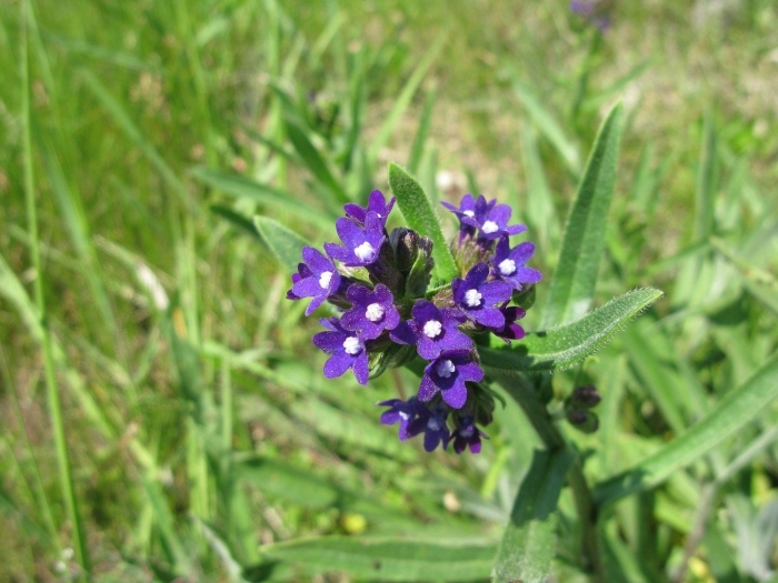 Anchusa officinalis