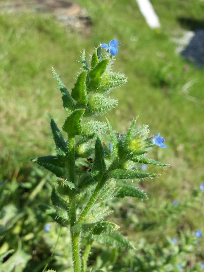 Anchusa arvensis