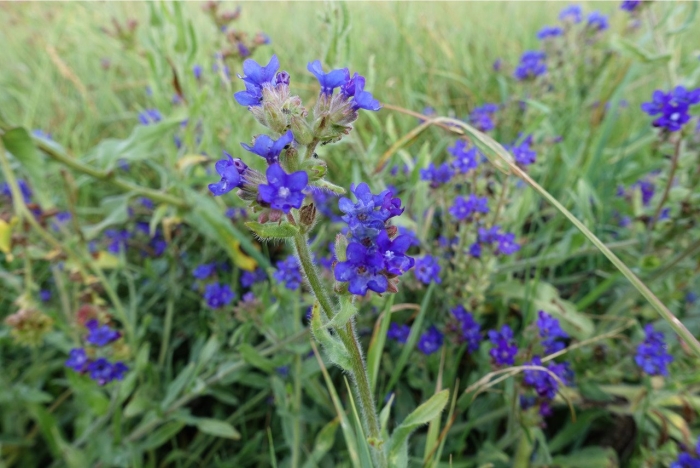 Anchusa officinalis