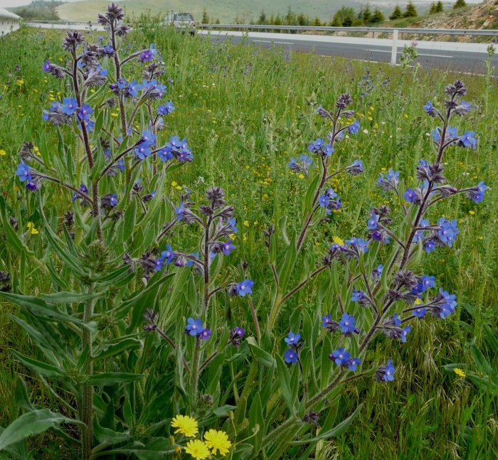 Анхуза лазоревая 'loddon royalist'