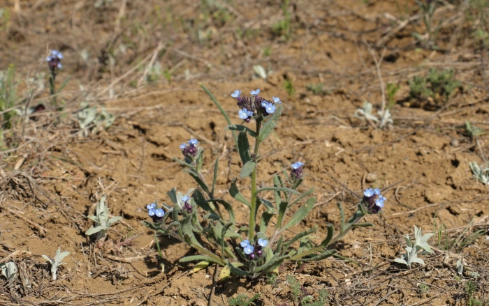 Pulmonaria mollis