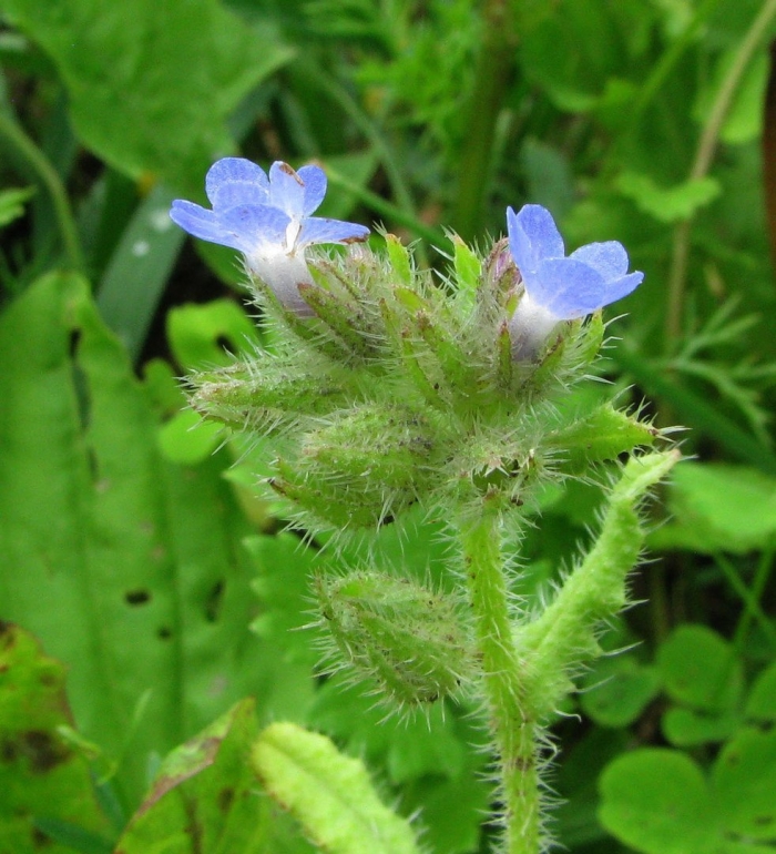 Кривоцвет полевой