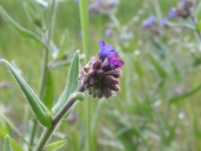 Anchusa officinalis