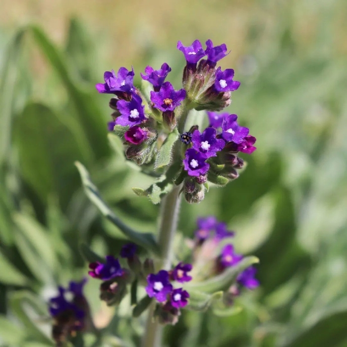 Anchusa officinalis