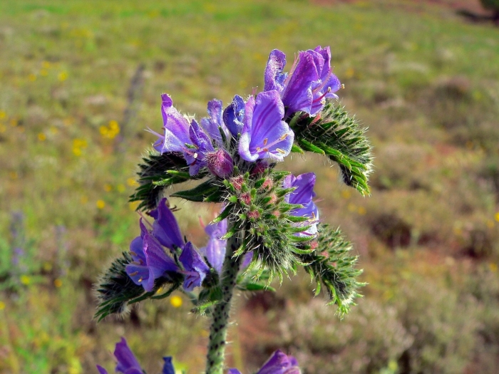 Echium vulgare синяк обыкновенный