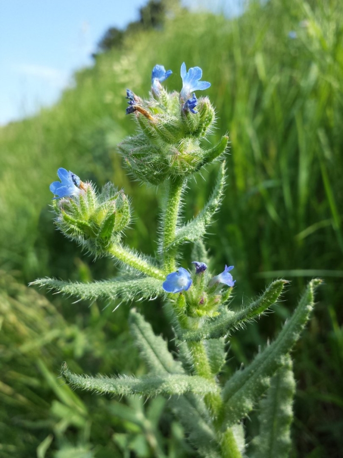Anchusa arvensis