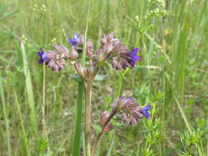 Anchusa officinalis