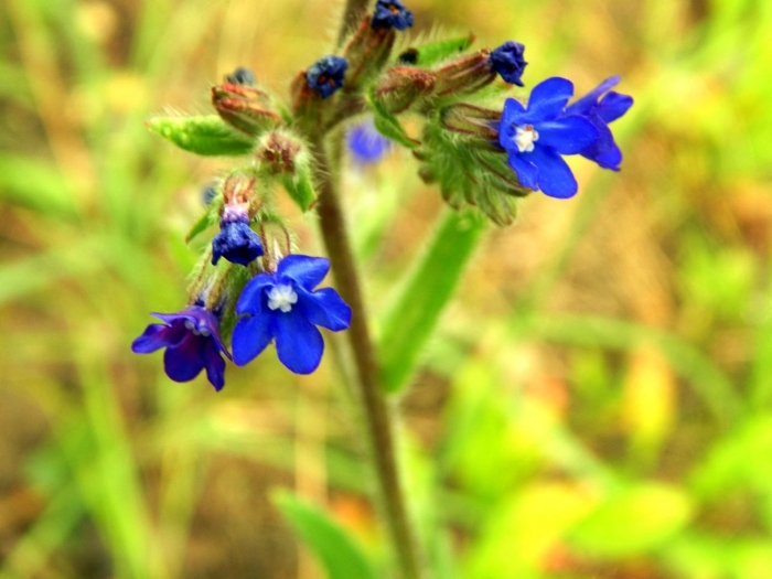 Воловик лекарственный анхуза