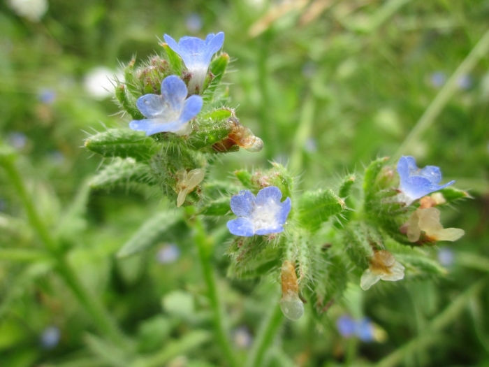 Anchusa arvensis