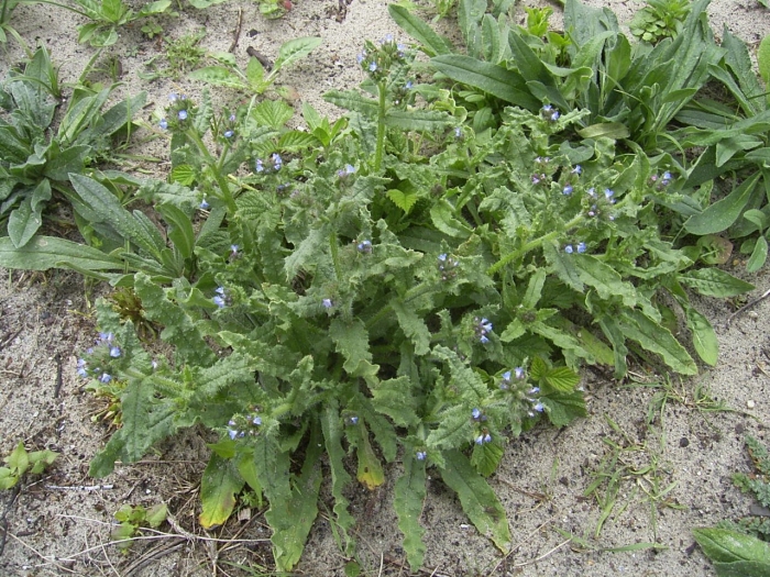 Anchusa arvensis
