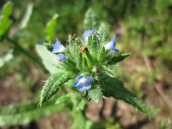 Anchusa arvensis