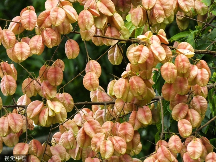 Кёльрейтерия метельчатая розовая