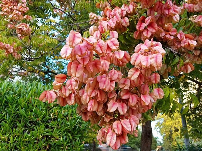 Кёльрейтерия метельчатая розовая гирлянда