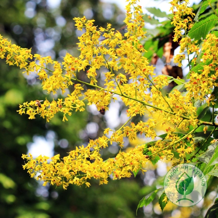 Семена кельрейтерия метельчатая