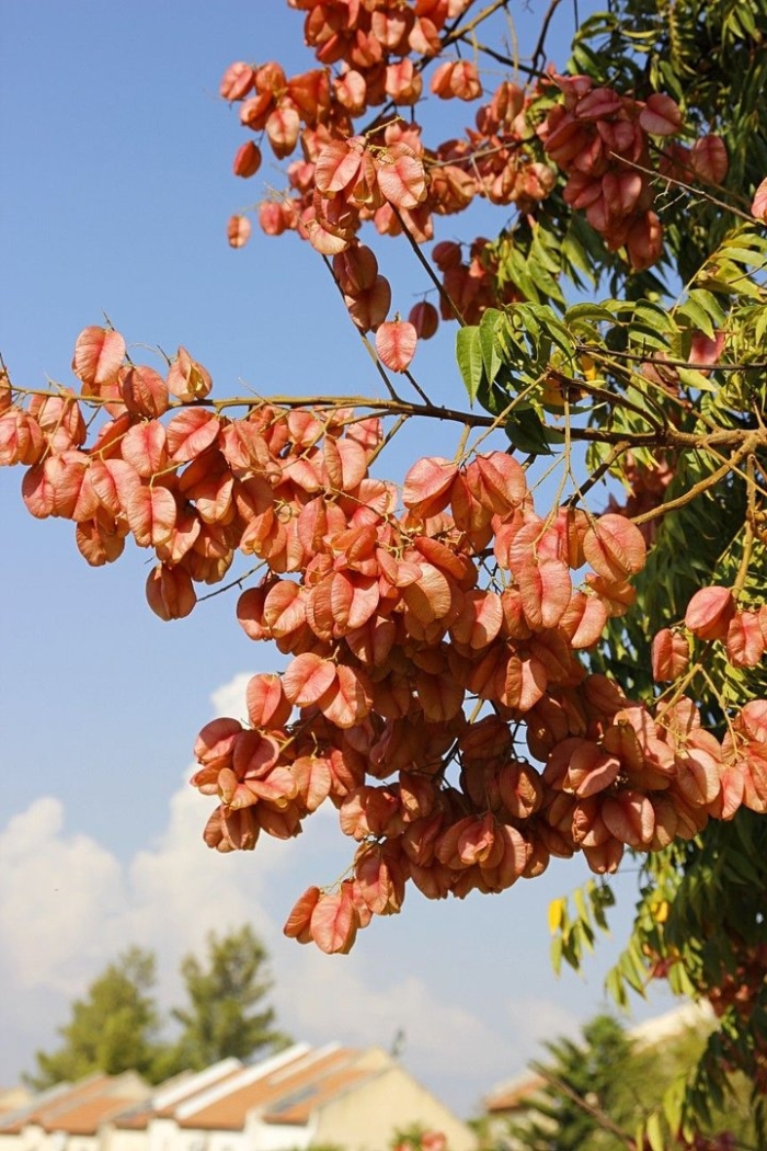 Мыльное дерево кельрейтерия метельчатая
