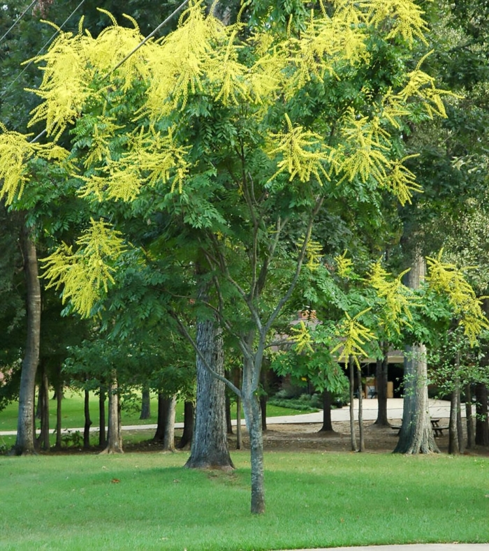 Golden rain tree